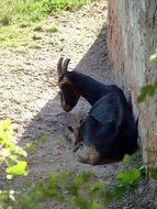 amazing goat animal
