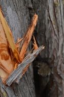 nature damaged tree trunk bark