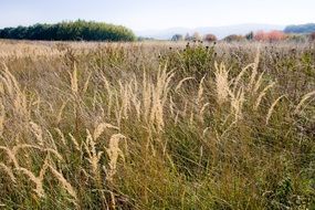 ripe dry seed heads of grass on meadow at autumn