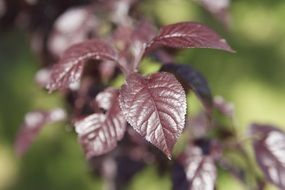 burgundy leaves
