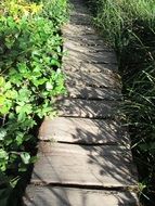 wooden path in the nature park