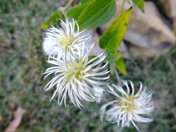 needle white buds close-up on blurred background