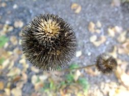 plant with ripe seeds at autumn