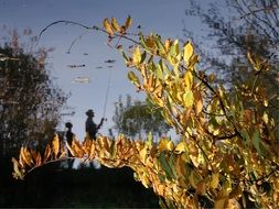 extraordinary beautiful october on tree branches