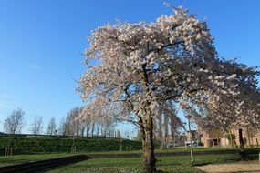 natural flowering tree