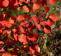 red fall leaves