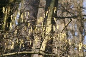 amazing spring trees
