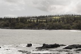 Landscape of the trees near the ocean