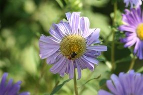insect on blue asters close up