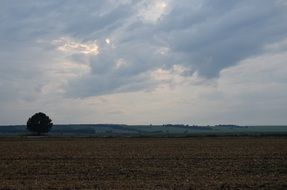 lonely tree field