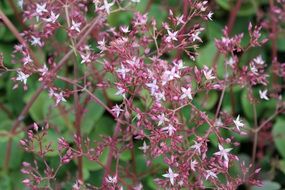 Pink crassula flowers