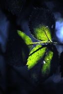 leaf at the sunlight