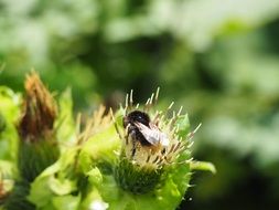 hummel pollination thistle