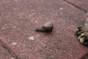 cat snail and paws on a garden tile