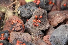 lot of fire bugs on stones