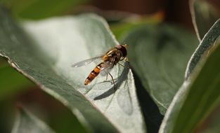 orange insect with wings