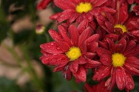 raindrop on red plant blooms
