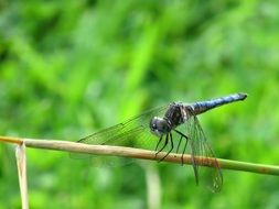bug wing nature