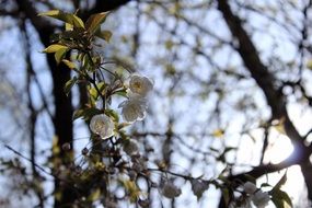 small white flowers on an apple tree