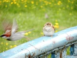 bird flight