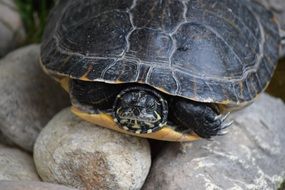 turtle in Italy