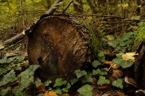 brown wood log in forest scene