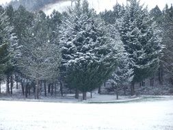 Landscape of snowy fir trees in front of mountains at cloudy day