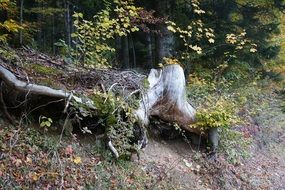 Dry tree root wood nature