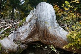 Dead root wood forest scene