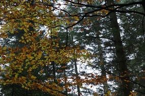 Yellow autumn forest view
