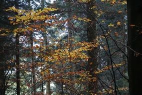 late autumn golden forest