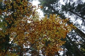 autumn forest Yellow tree leaves sky view