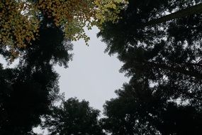 bottom view of tall trees in the forest