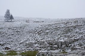 green grass covered with snow