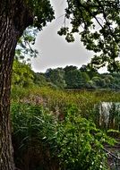 Landscape of green leaf trees and reeds on a lake bank