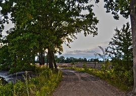 beautiful forest road between trees