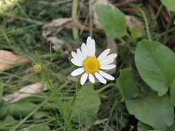 camomile in green grass close up