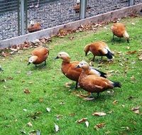 brown ducks on green grass in the paddock