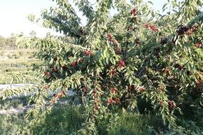 cherries tree with ripe berries