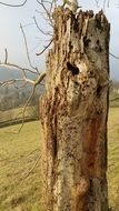 woodpecker nest in the dead tree trunk