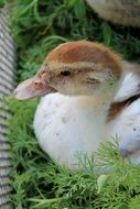 Young domestic duck