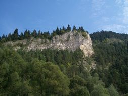 Forest on the rocks in Poland