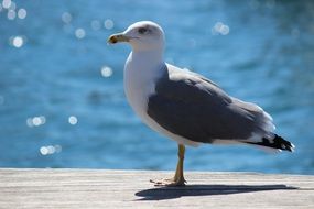 sea bird on the shore