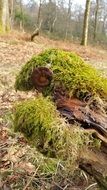 mushroom on the dead tree moss
