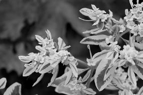 Black and white photo of the white flowers