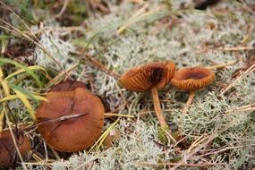 old mushrooms in the grass