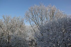 trees in the snow on a sunny day