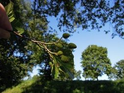 branch with green cones close-up