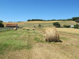 haystacks on a rural meadow in summer