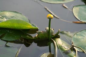 bud of yellow water lilies on a pond close up